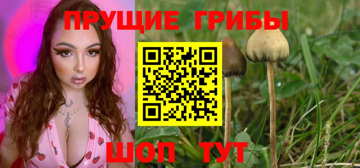 Галлюциногенные грибы Psilocybine cubensis  Вход с VPN  Егорьевск 